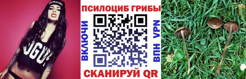 как найти   Снежногорск  Галлюциногенные грибы Psilocybe 